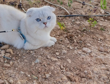 Dişi kedi aranıyor - 118980887