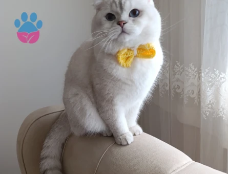 Dişi kedi aranıyor