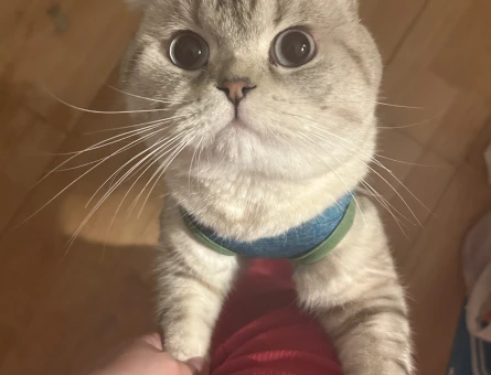Scottish fold oğluma eş arıyorum - 118980888