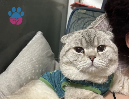 Scottish fold oğluma eş arıyorum