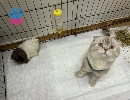 Scottish fold oğluma eş arıyorum