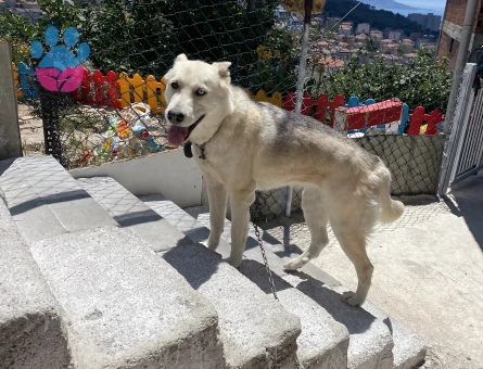 Husky Köpeğime Eş arıyorum