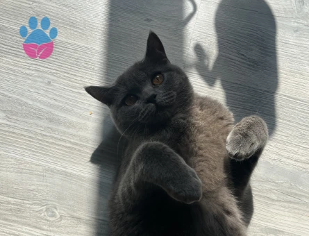 1,5 yaşında olan kedime acilen bir eş arıyorum ☺️