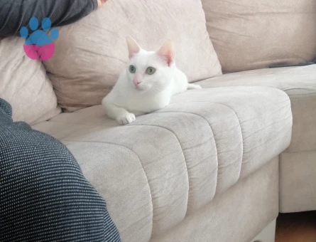 Van Kedisi 2 Yaşında Eş Arıyor