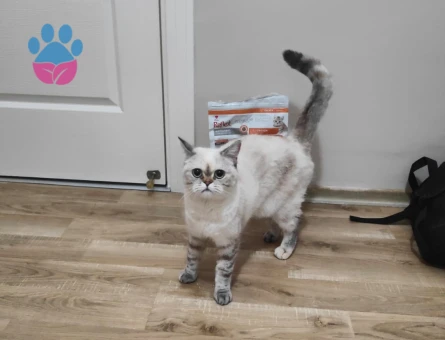 British Kedime Damat aranıyor