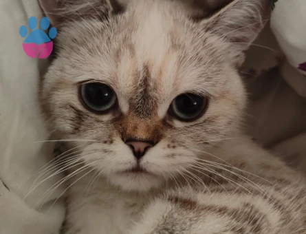 British Kedime Damat aranıyor