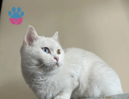 İran Kedisi 1 Yaşında Eş Arıyor