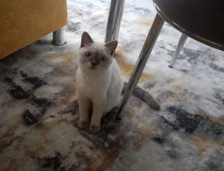 British Shorthair Kızımıza eş arıyoruz - 118973761