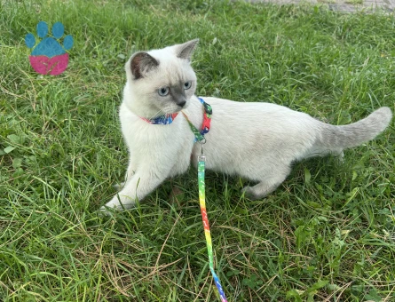 British Shorthair Kızımıza eş arıyoruz