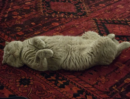 Scottish Fold 1 Yaşında Dişi aranıyor - 118973763