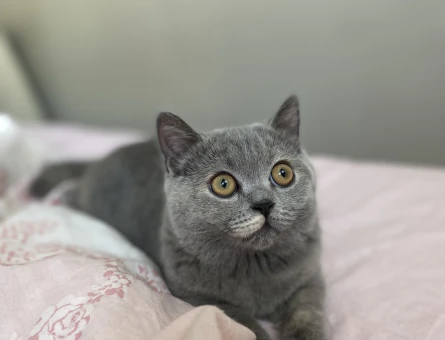 British Shorthair 10 Aylık Kedim Eş Arıyor - 118973768