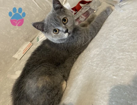 British Shorthair 10 Aylık Kedim Eş Arıyor