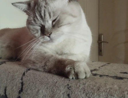 2 Yaşında ki british shorthair kızımıza erkek arıyoruz - 118973771