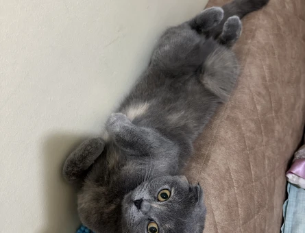 Scottish Fold 1 Yaşında Eş Arıyor - 118973773
