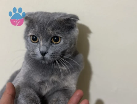 Scottish Fold 1 Yaşında Eş Arıyor