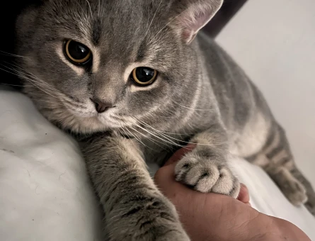 British shorthair 2.5 yaşında sağlıklı erkek Kedim Eş Arıyor - 118973774