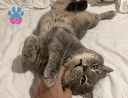 British shorthair 2.5 yaşında sağlıklı erkek Kedim Eş Arıyor