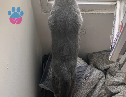 British shorthair 2.5 yaşında sağlıklı erkek Kedim Eş Arıyor