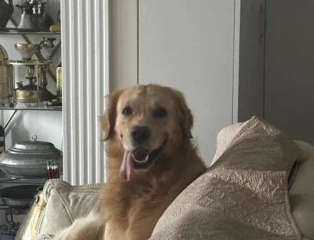 Golden Retriever Erkek Köpeğim Eş Arıyor - 118973775
