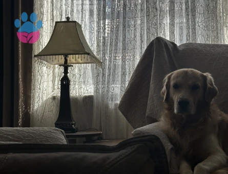 Golden Retriever Erkek Köpeğim Eş Arıyor