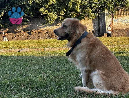 Golden Retriever Erkek Köpeğim Eş Arıyor