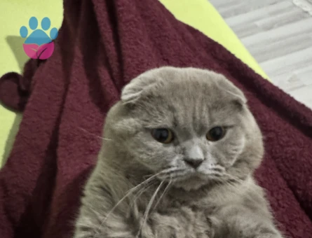 Karlosumuza eş arıyoruz