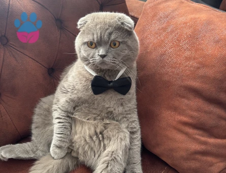 Karlosumuza eş arıyoruz