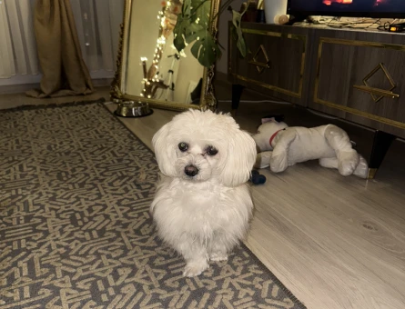 Maltese Terrier 15 Aylık Eş Arıyor - 118973779