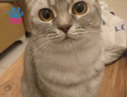 Dişi kedimize eş arıyorum 1 yaşında