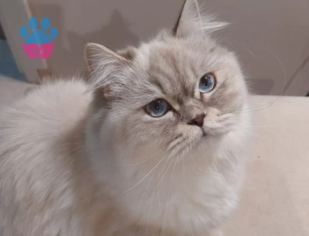 kızımız Müezza'ya eş arıyorum