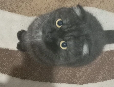 Scottish Fold Kedim İçin Eş Arıyorum - 118973784