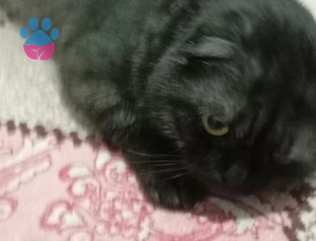 Scottish Fold Kedim İçin Eş Arıyorum