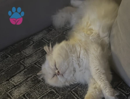 İran Kedisi 2 Yaşında Oğlum Eş Arıyor