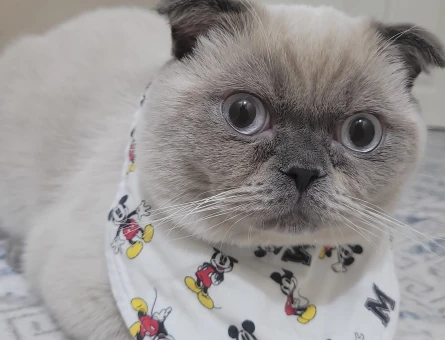 Scottish Fold Oğluma Prenses Arıyorum - 118973787