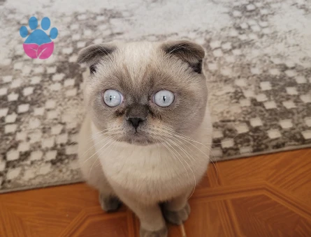 Scottish Fold Oğluma Prenses Arıyorum