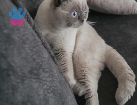 Scottish Fold Oğluma Prenses Arıyorum