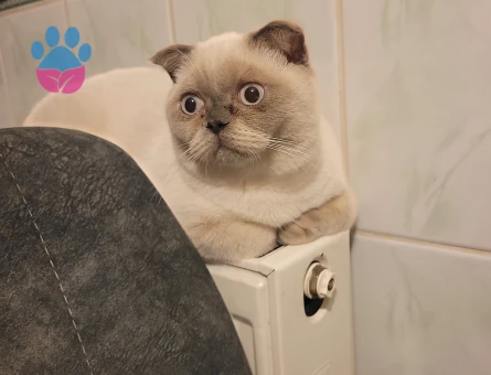 Scottish Fold Oğluma Prenses Arıyorum