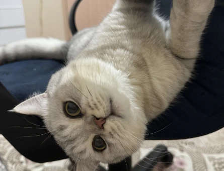 British Shorthair 1 Yaşında Kedime Eş Arıyorum - 118973789