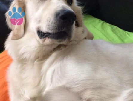 Golden Retriever 4 Yaşında Eş Arıyor