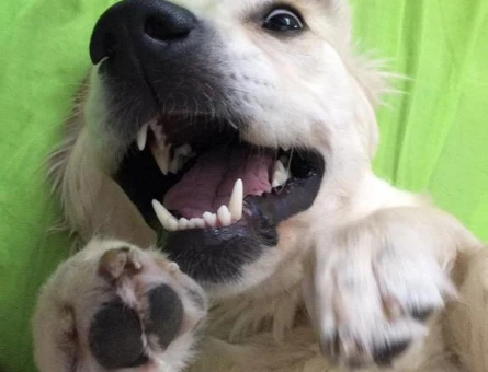 Golden Retriever 4 Yaşında Eş Arıyor - 118973788