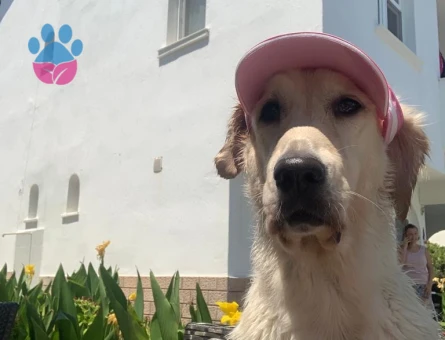 Golden Retriever 4 Yaşında Eş Arıyor