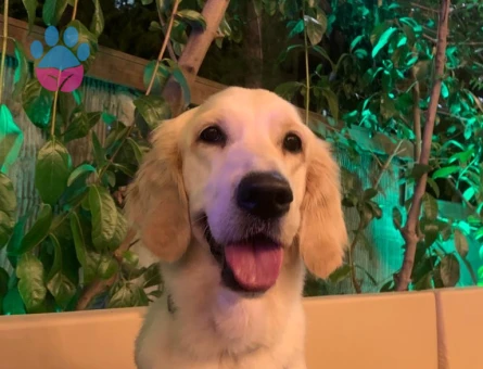 Golden Retriever 4 Yaşında Eş Arıyor