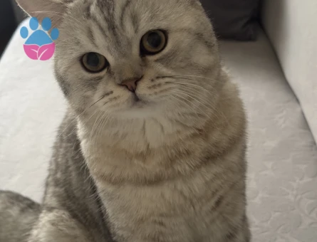 British Shorthair 1 Yaşında Kedime Eş Arıyorum