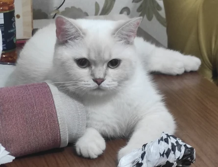 British Shorthair 1 Yaşında Kızım Eş Arıyor - 118973796