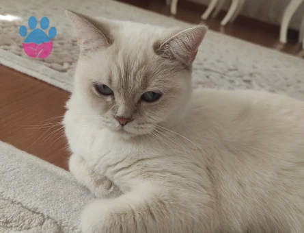 British Shorthair 1 Yaşında Kızım Eş Arıyor