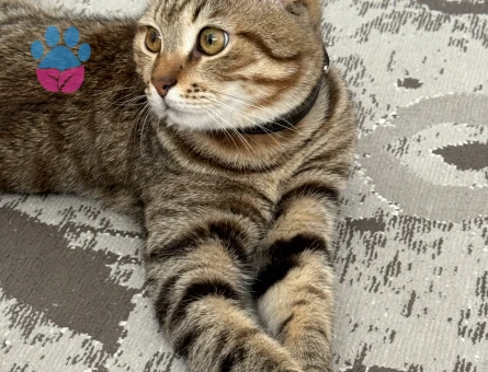 Paşaya eş arıyoruz.