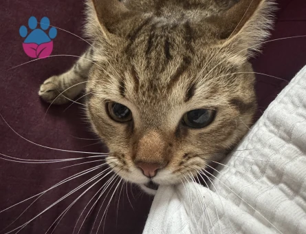 Paşaya eş arıyoruz.