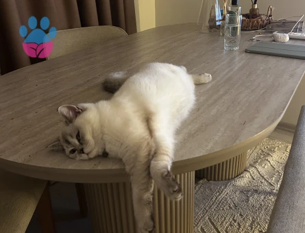 British prensese kociş arıyoruz