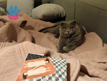 2 YAŞINDAKİ SCOTTİSH OĞLUMUZA EŞ ARIYORUZ