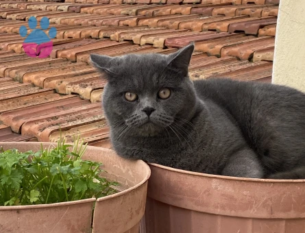 Kedimize gelin adayı arıyoruz